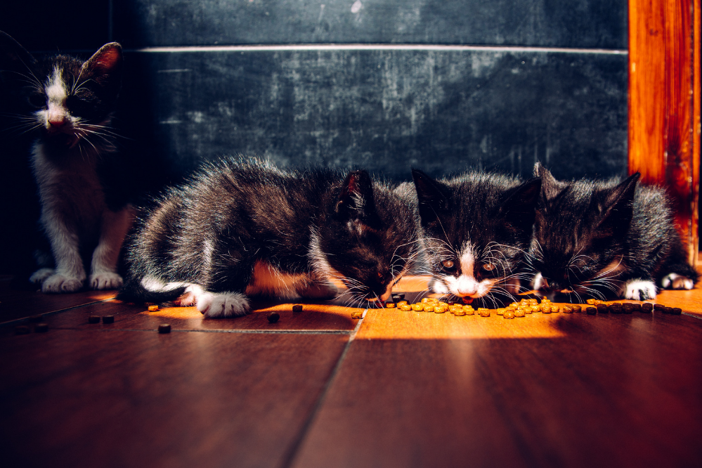 filhotes comendo juntos