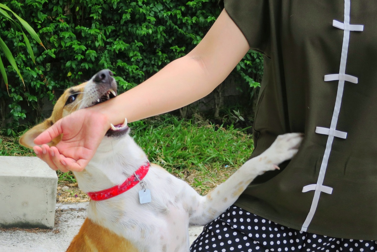 Cachorro mordendo braço de dono