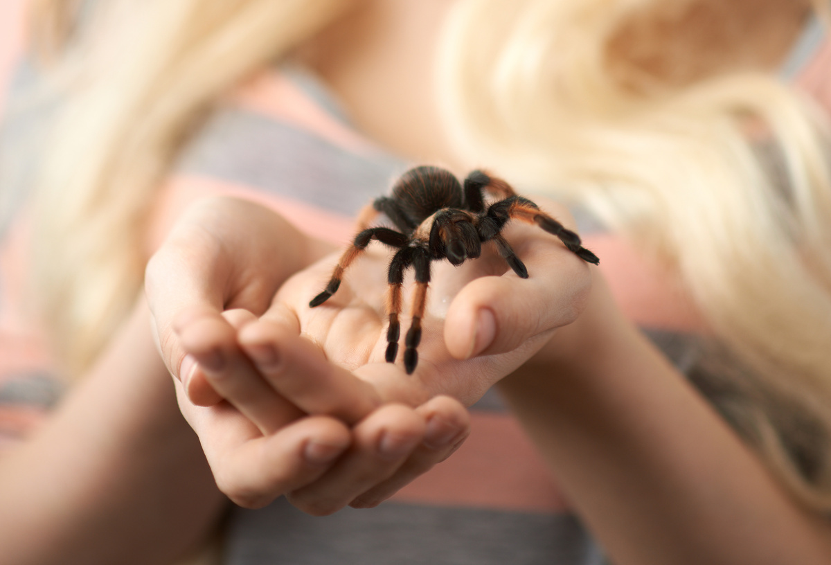 Aranha em mãos humanas