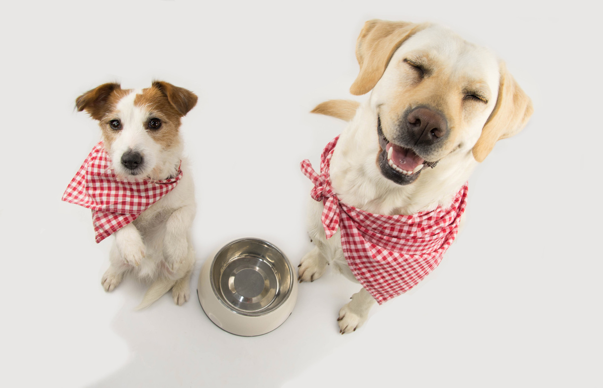 Dois cachorros sentados ao lado de tigela de comida