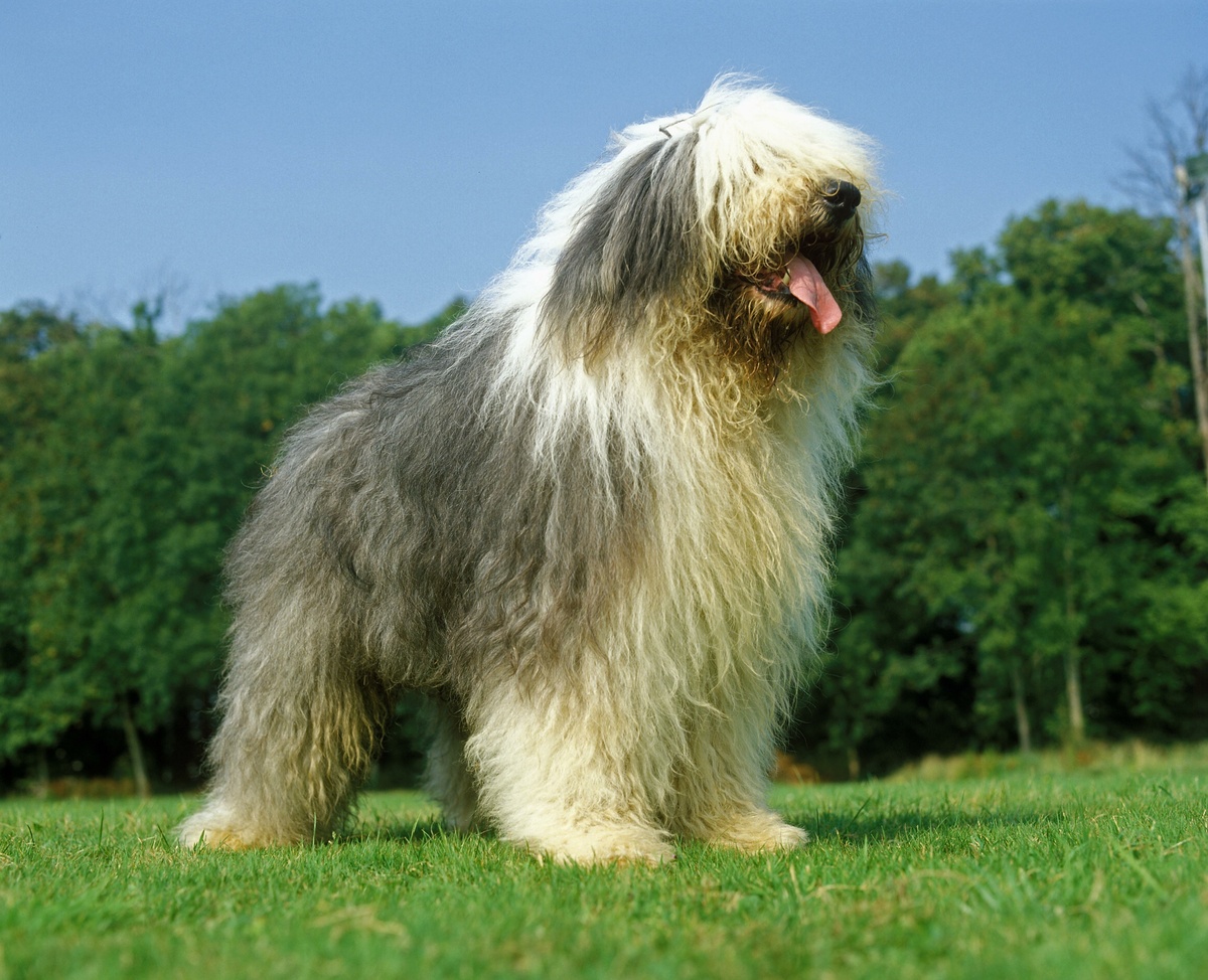 Bobtail (Old English Sheepdog)