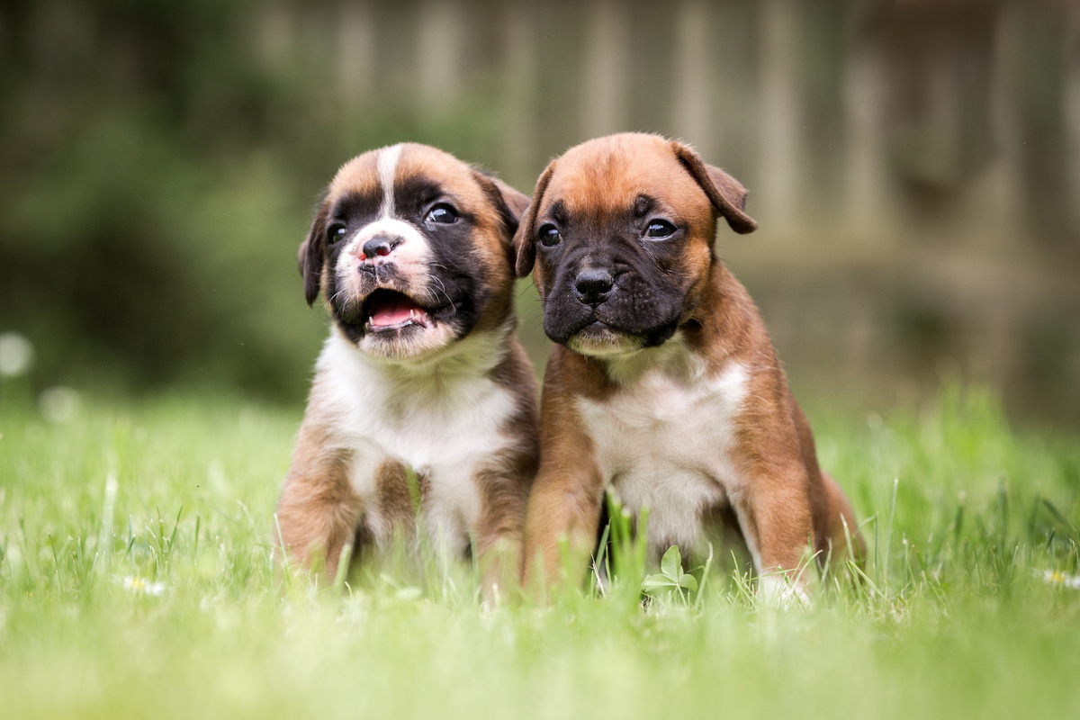 Dois cães boxer em cerqca de madeira