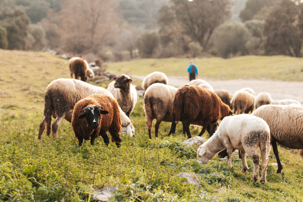 grupo de ovelhas