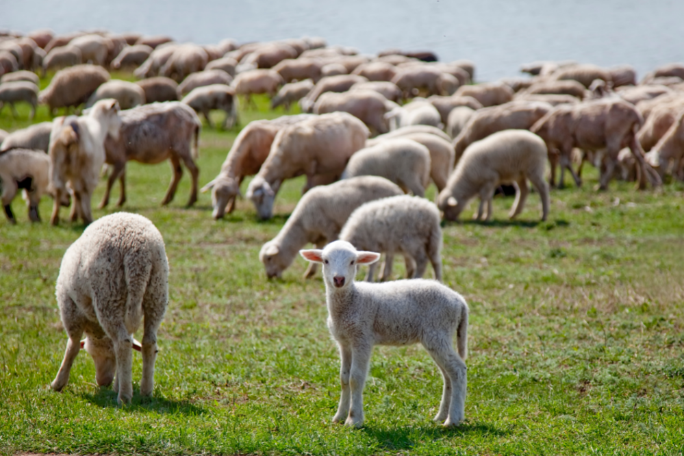 grupo de ovelhas e ovelha filhote