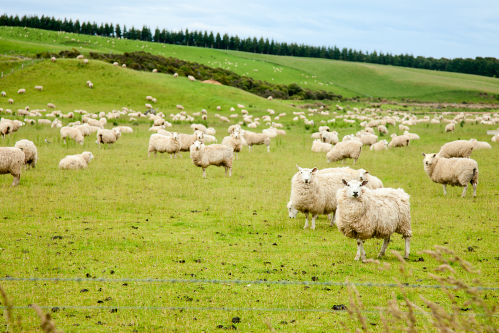 Fazenda de ovelhas