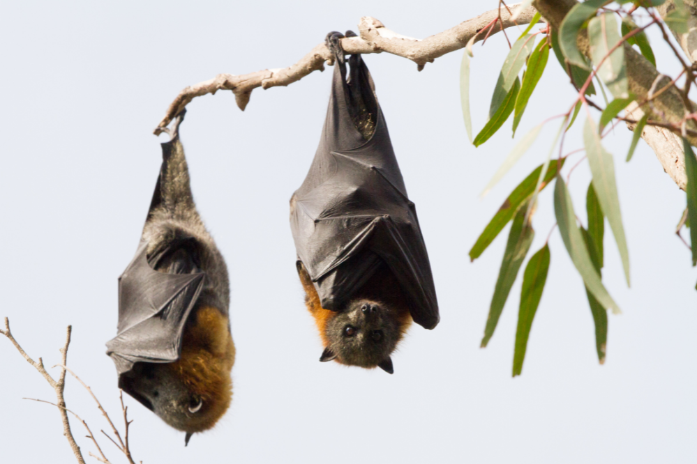 dois morcegos pendurados