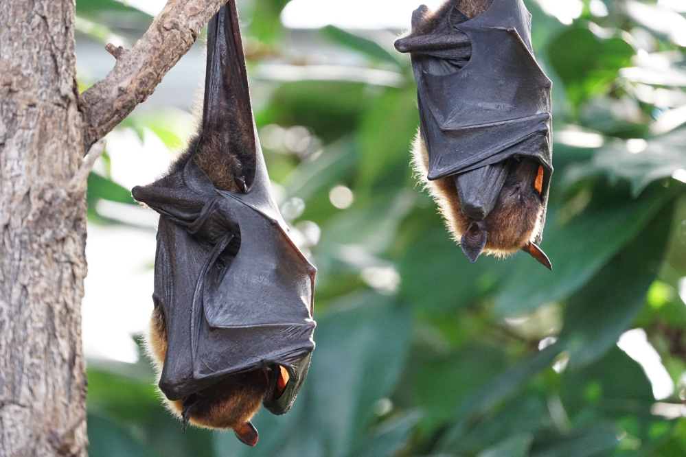 dois morcegos no galho