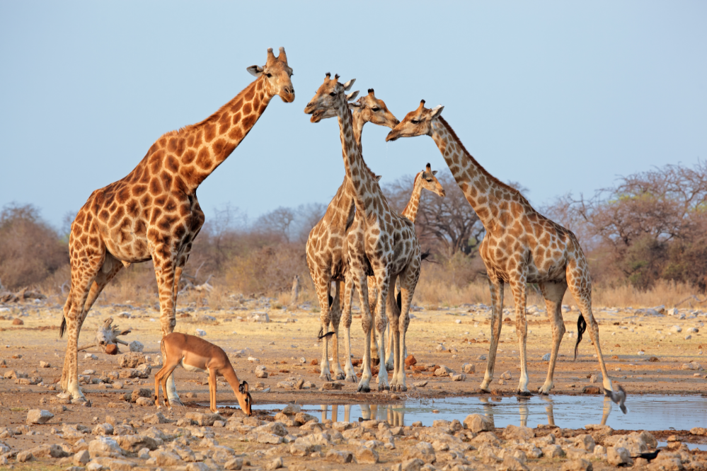 Girafa animal ruminante