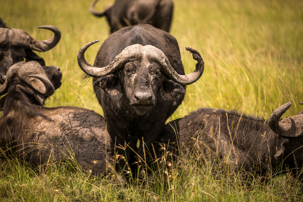 búfalo animal ruminante 