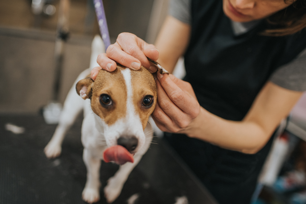 Limpando orelha de cão