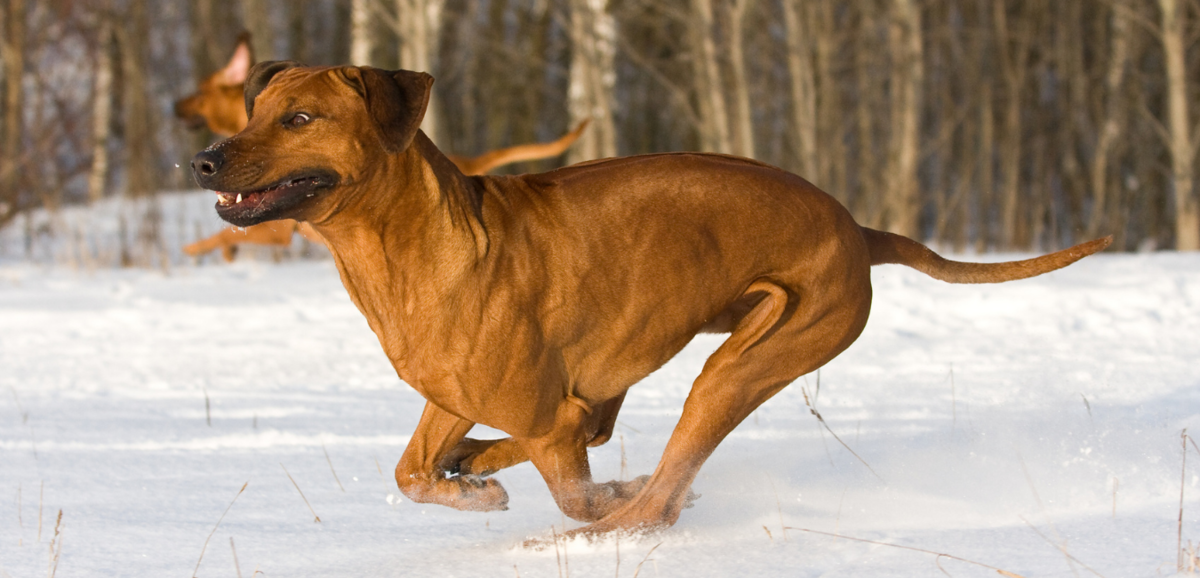 Cachorro da raça Rhodesian Ridgeback