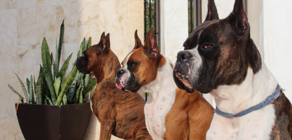 Três cães boxers sentado lado a lado