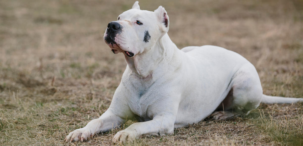 Dogo Argentino branco