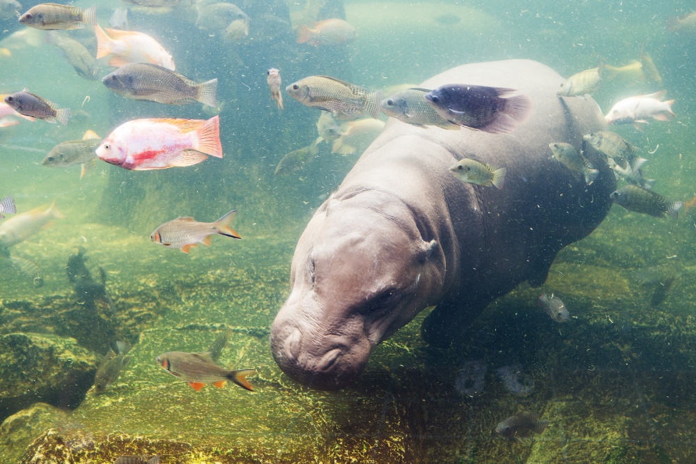 Hipopotamo nadando