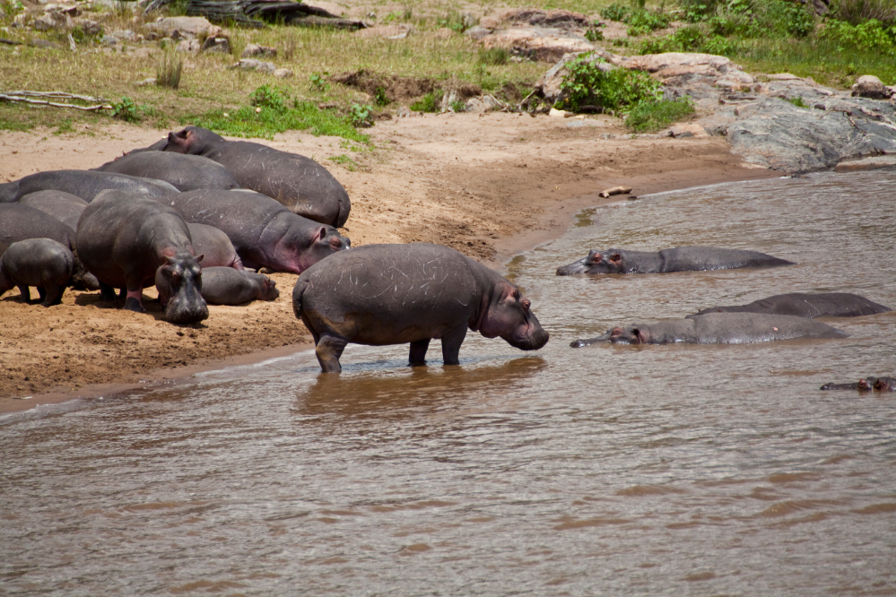 Hipopótamos em bando