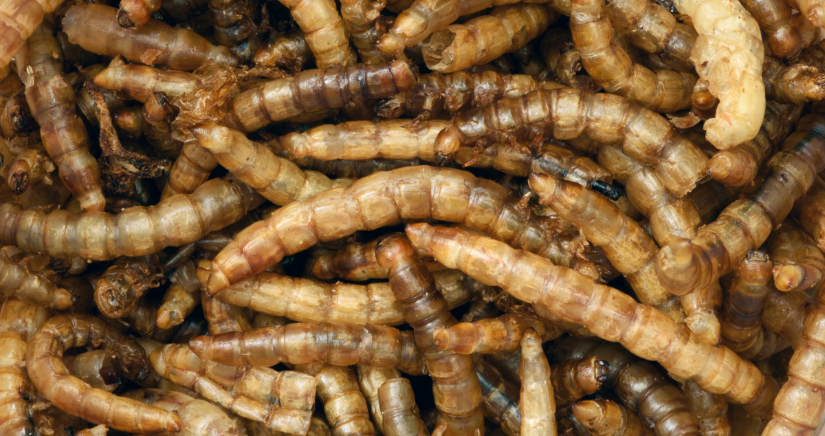 larvas de tenébrio