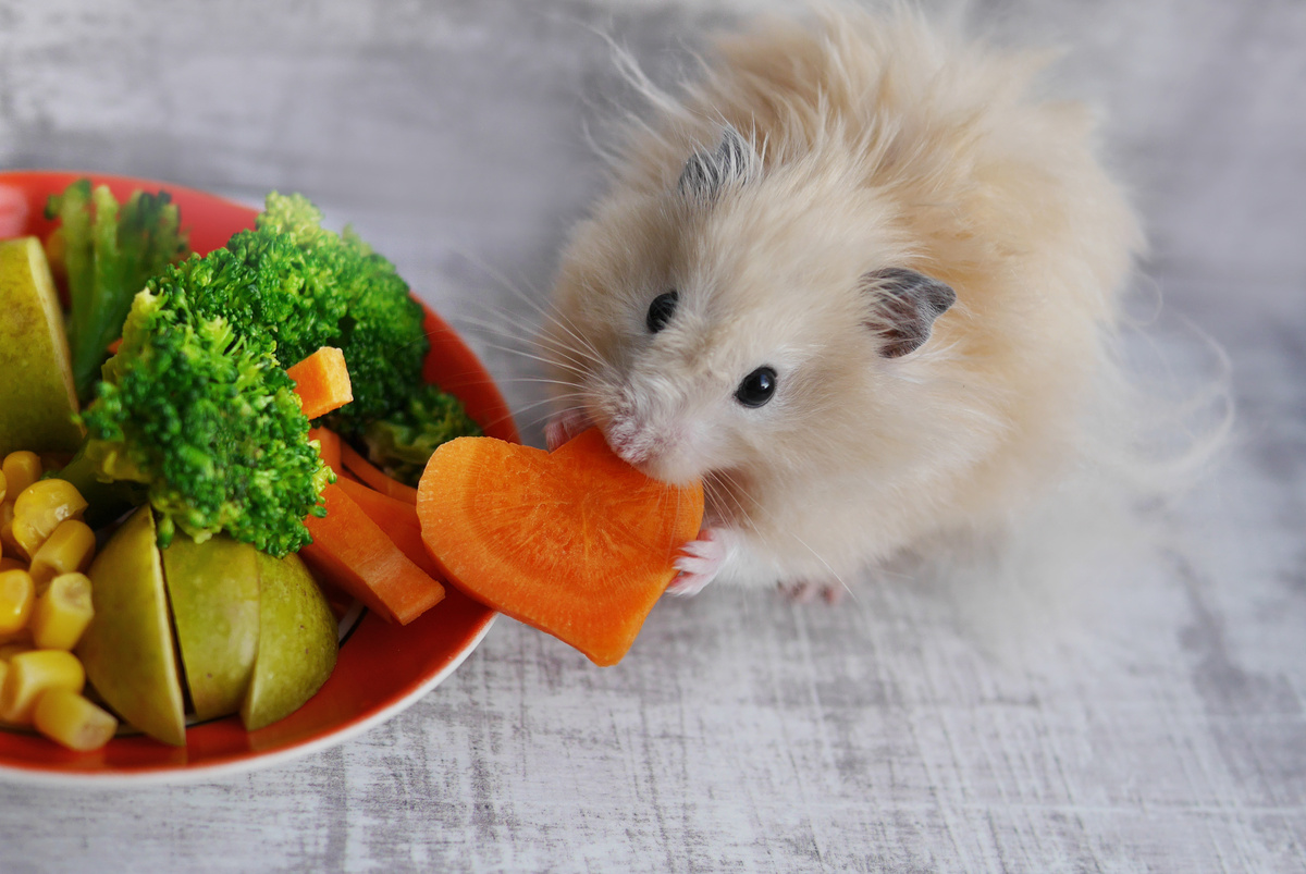 hamster comendo vegetais