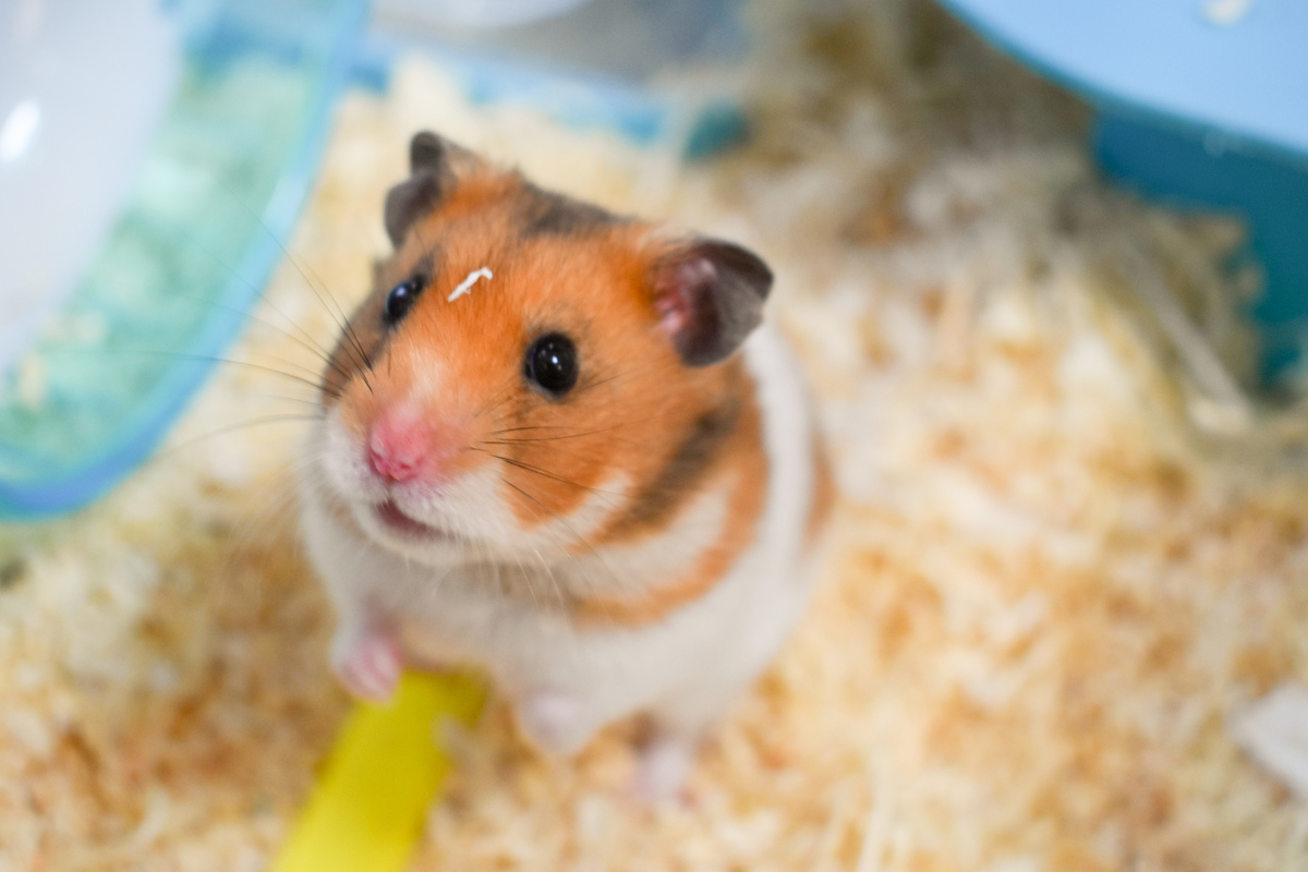 hamster segurando comida