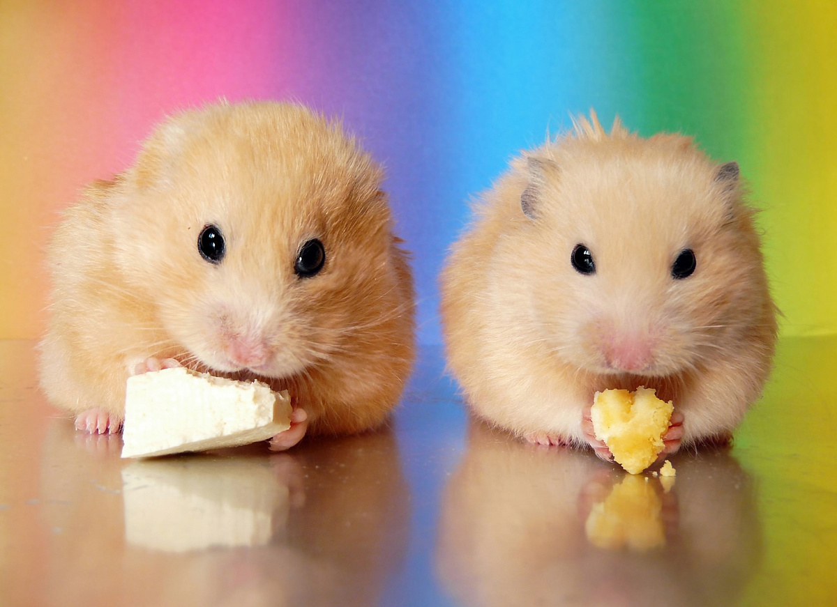 hamsters comendo
