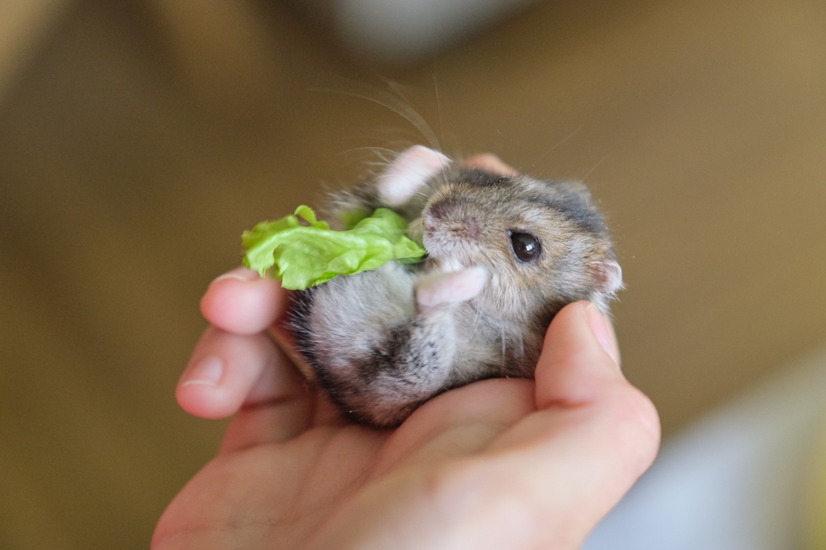 hamster comendo vegetal
