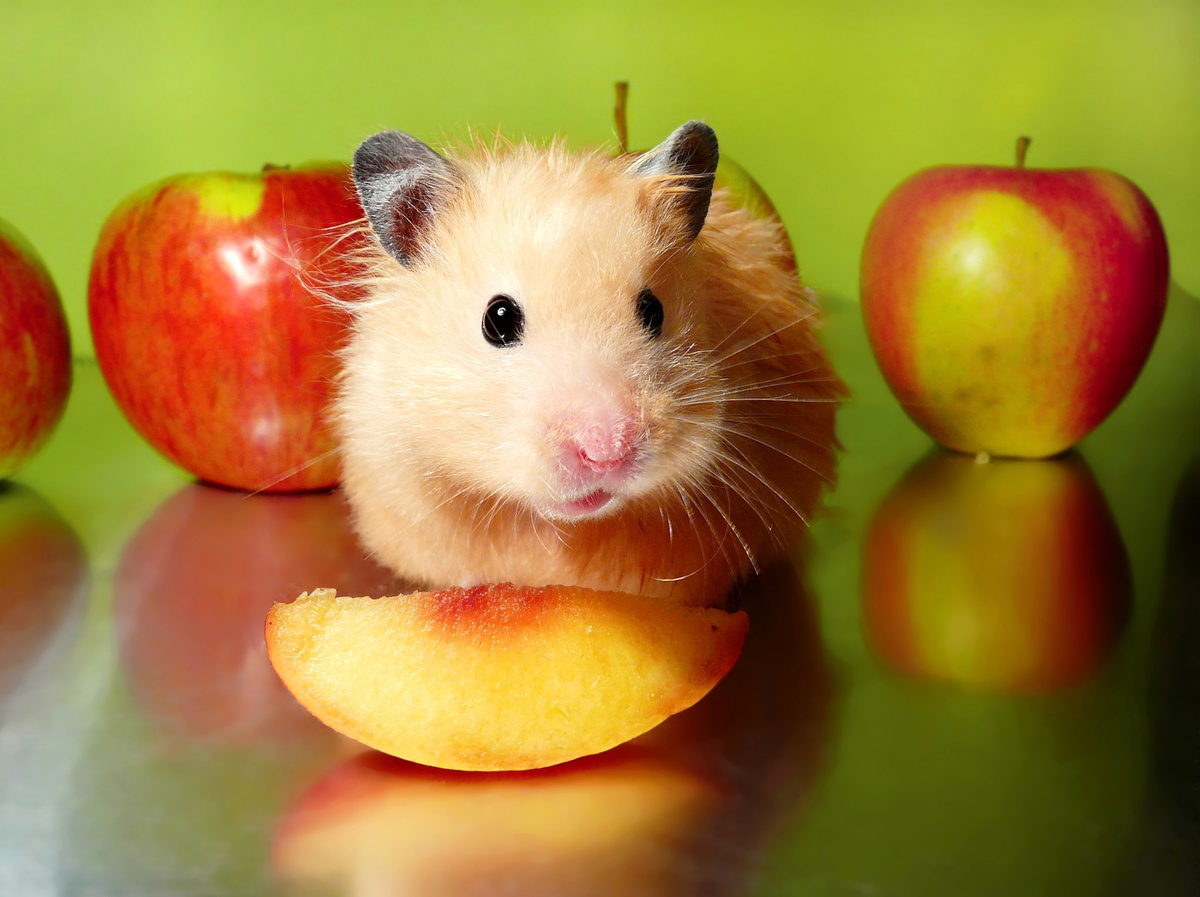 hamster comendo fruta