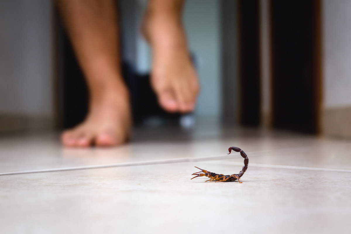 escorpião em casa