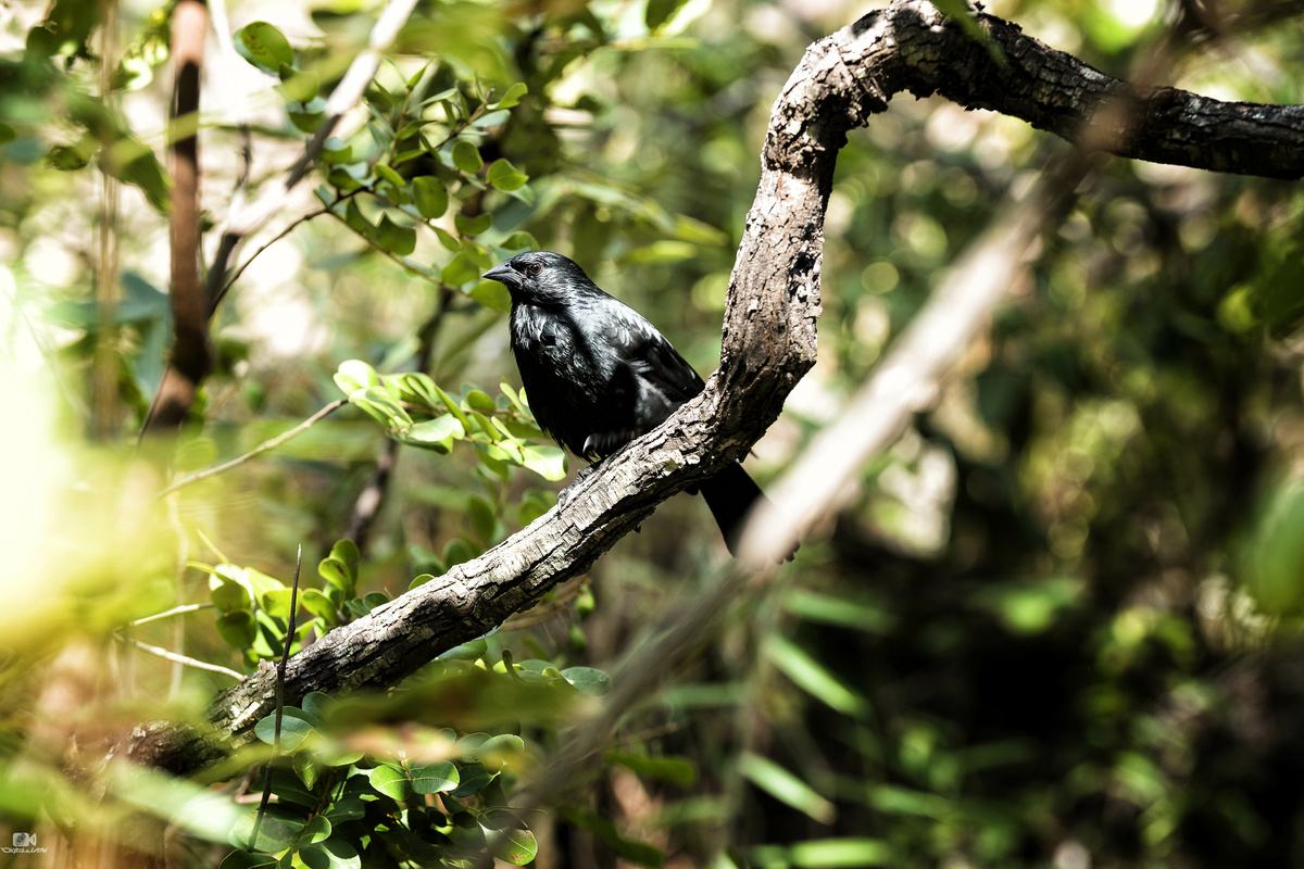 pássaro preto ou graúna na árvore