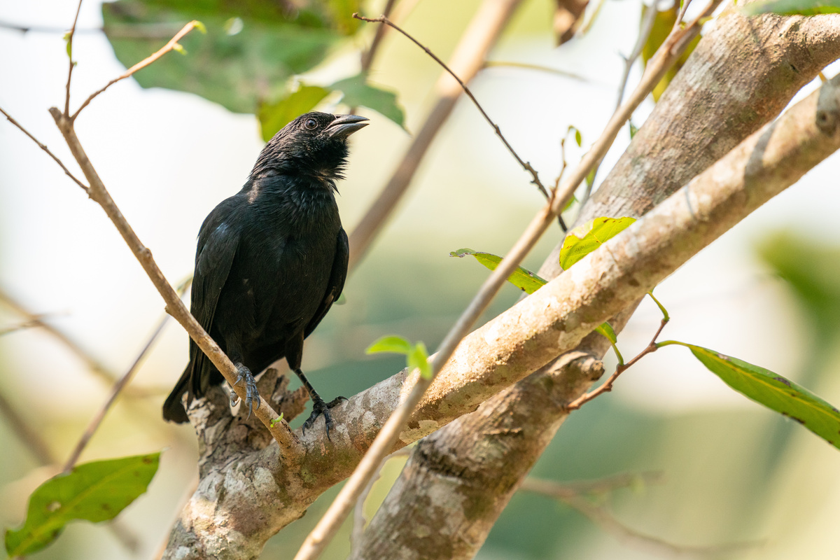 pássaro preto ou graúna na árvore