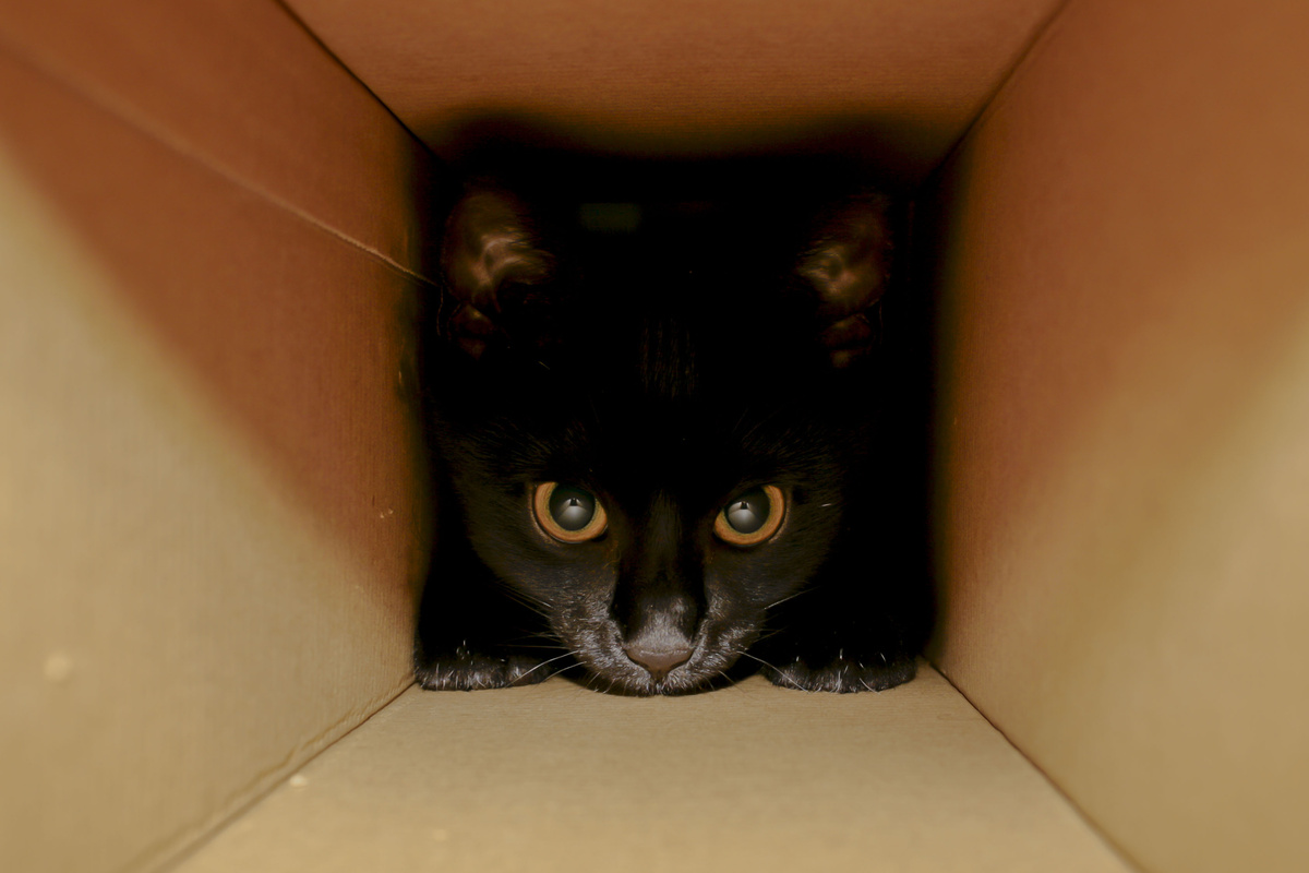 gato em um Túnel caseiro para gatos