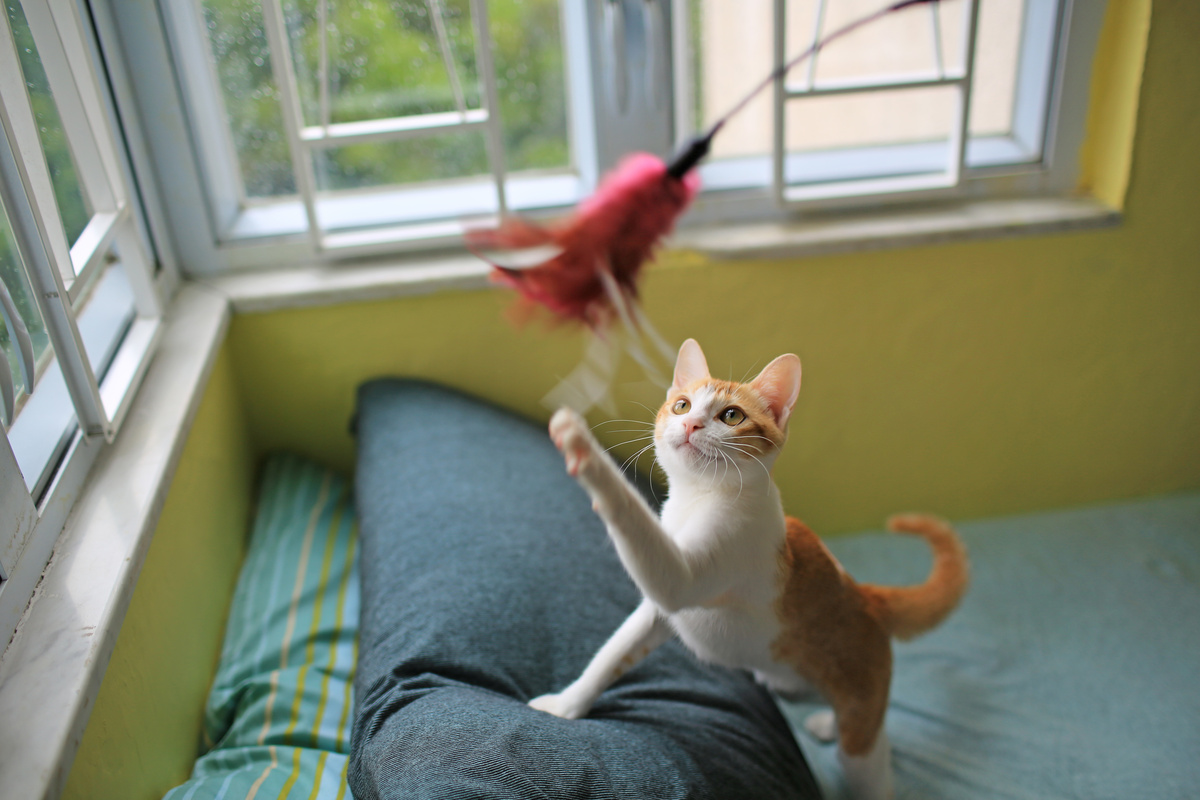 gato brincando com Pega-pega com corda