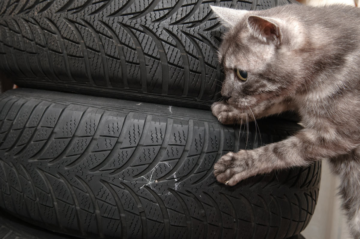 gato em um esconderijo de pneu