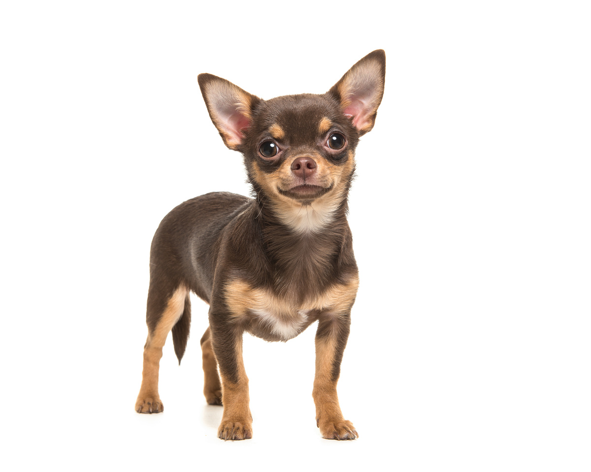 Chihuahua marrom