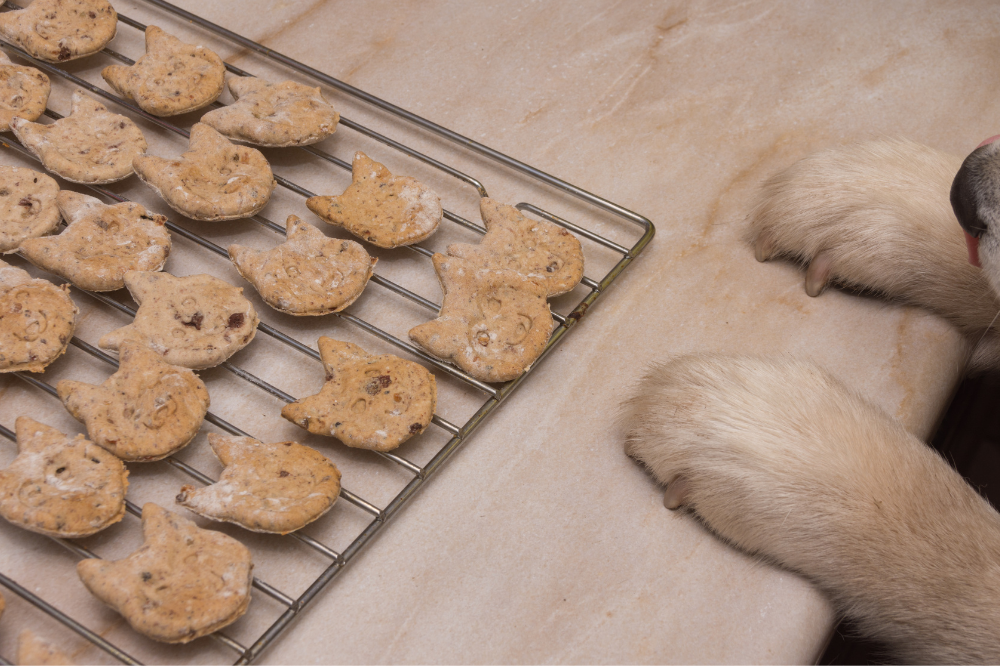 Receita de biscoito para cachorro de micro-ondas