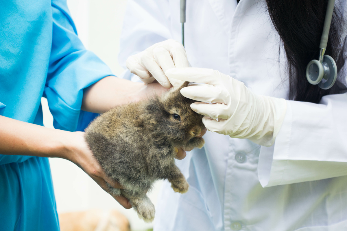 Mini coelho sendo examinado