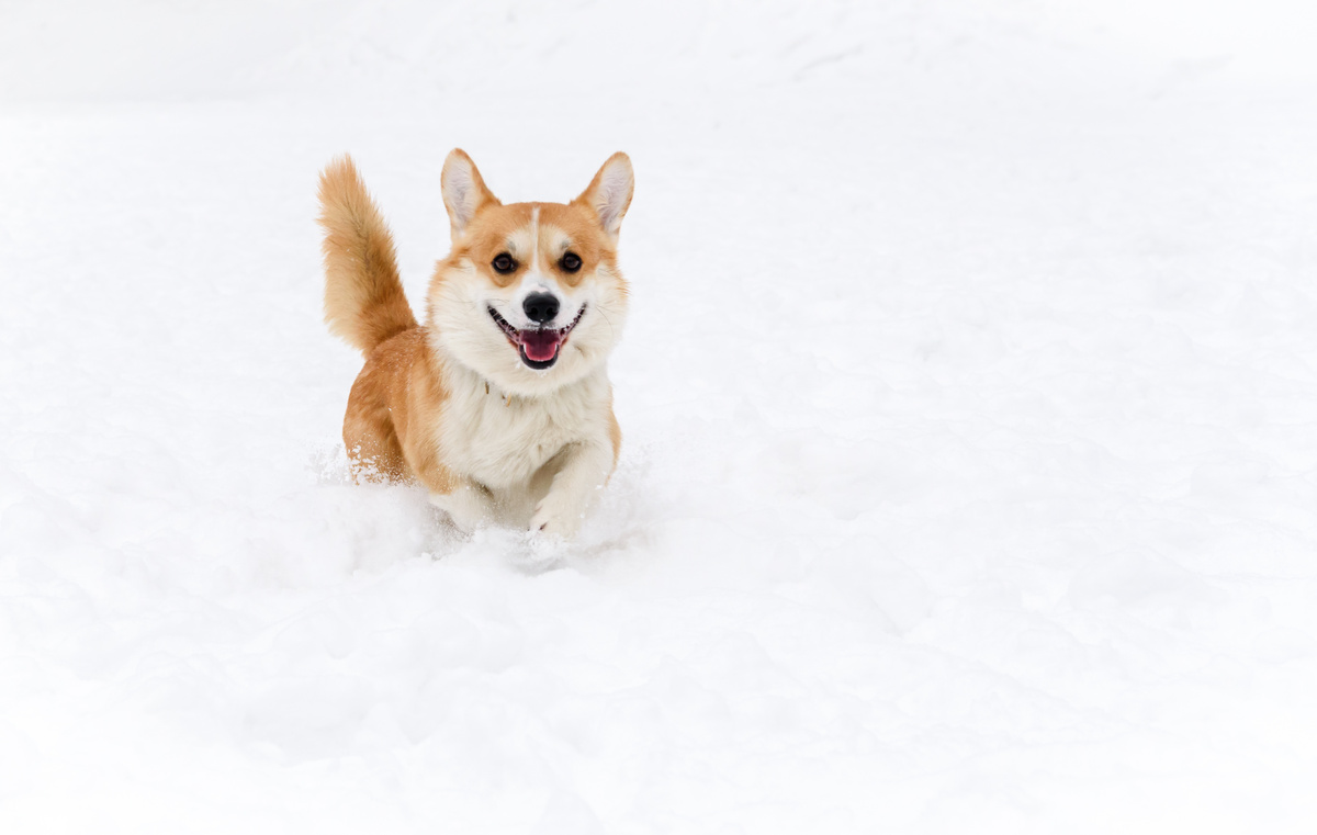 Cachorro correndo sobre a neve