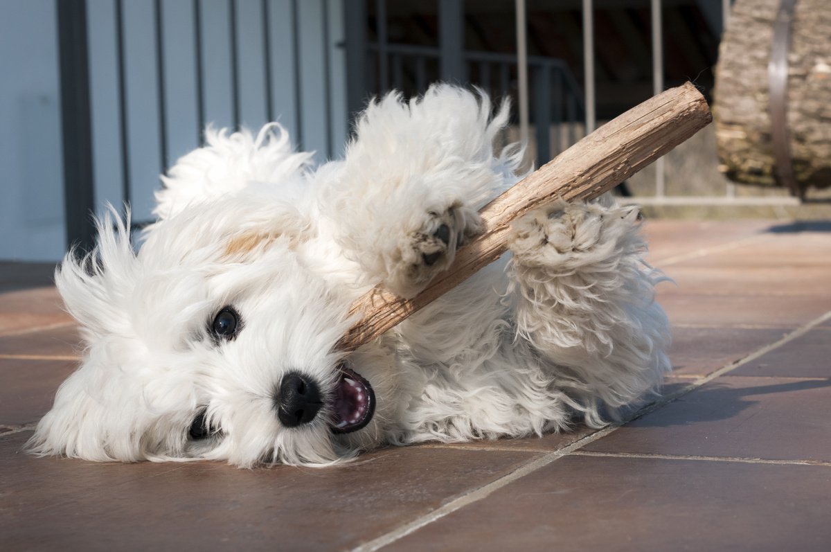 Cachorro brincando com pedaço de madeira