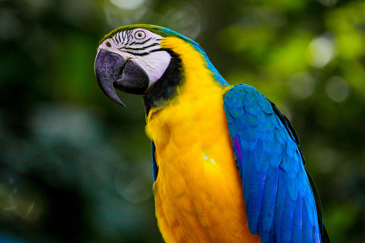 Aves do Brasil: Arara Canindé 