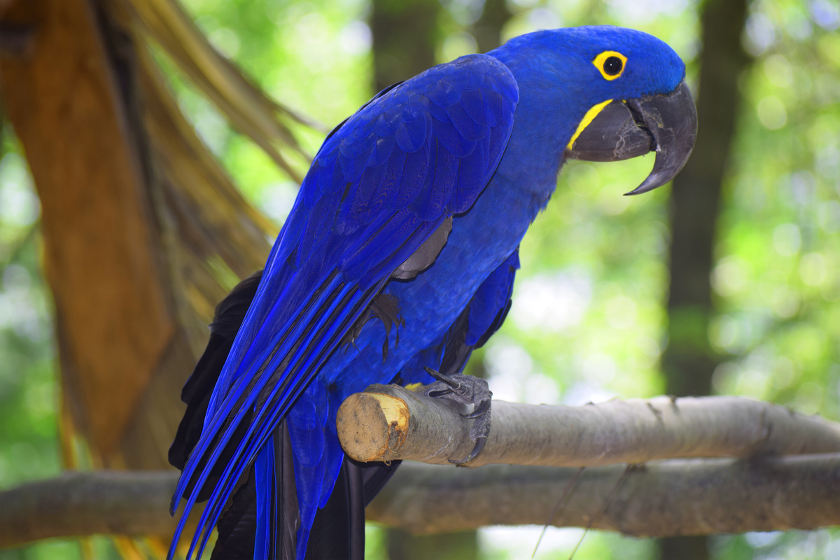 Aves do Brasil: Arara-Azul-Grande