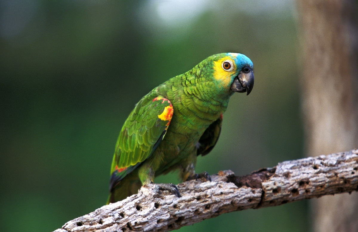 Aves do Brasil: Papagaio