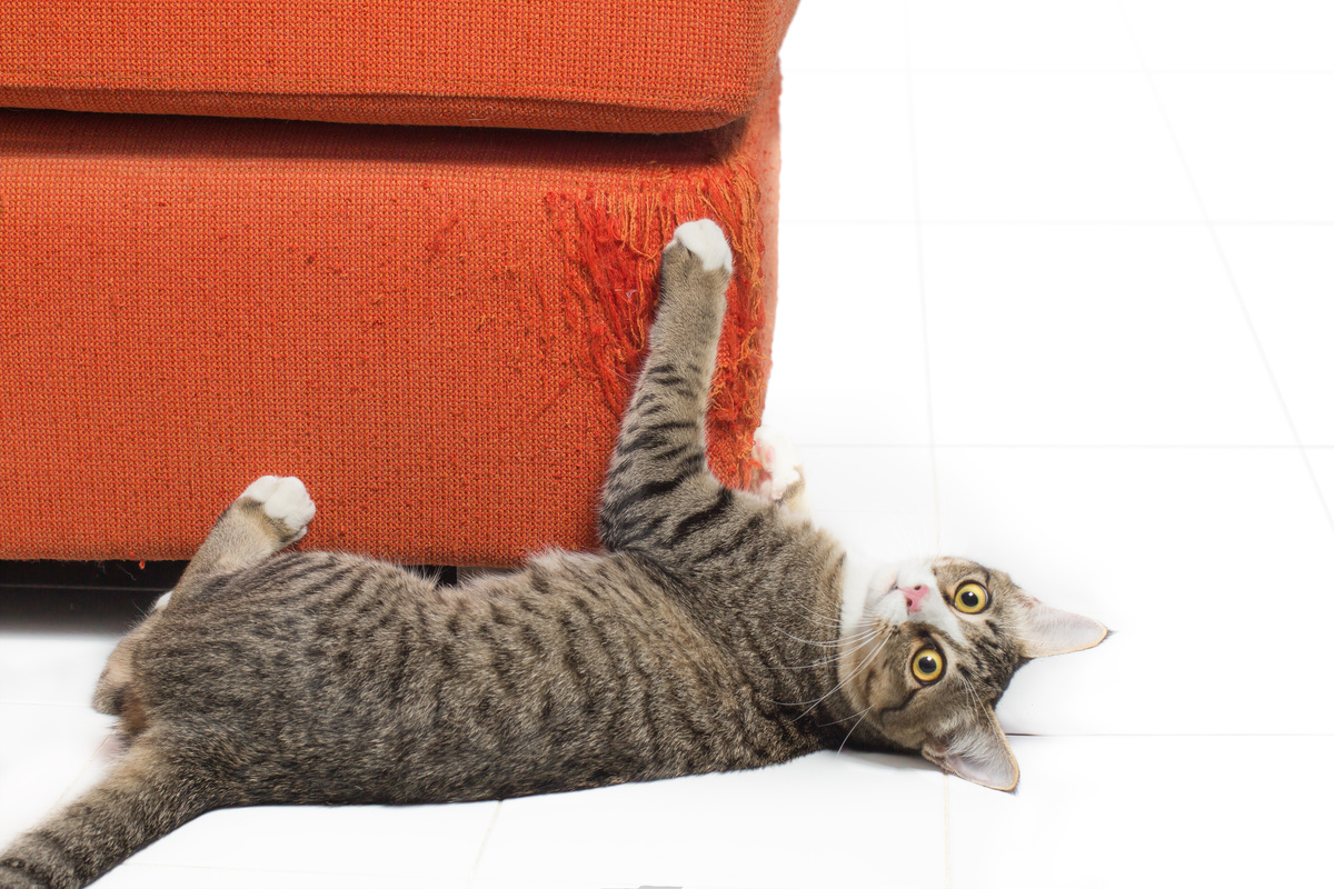 Gato deitado arranhando tecido de sofá