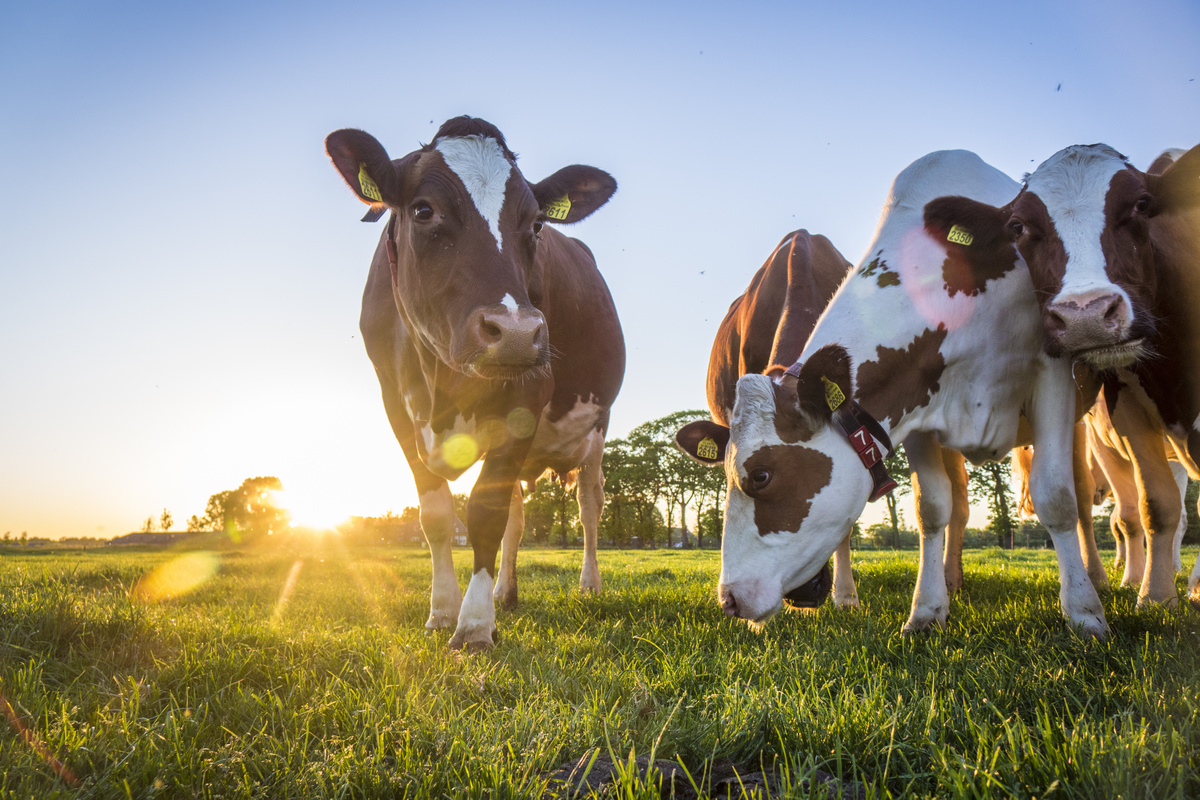 Vacas em pasto, com raios de sol ao fundo.