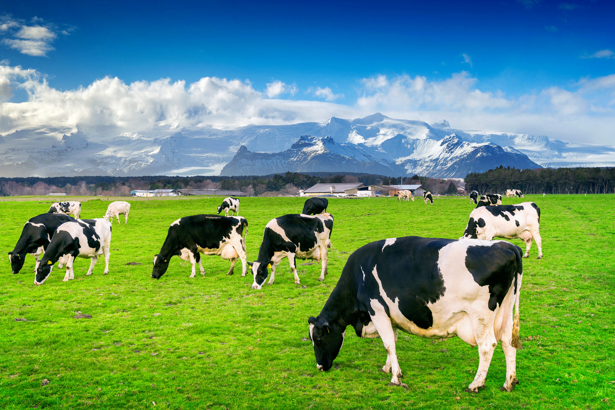 Vacas em pasto