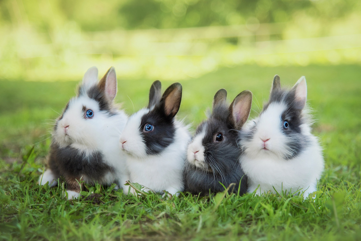 Quatro mini coelhos lado a lado.