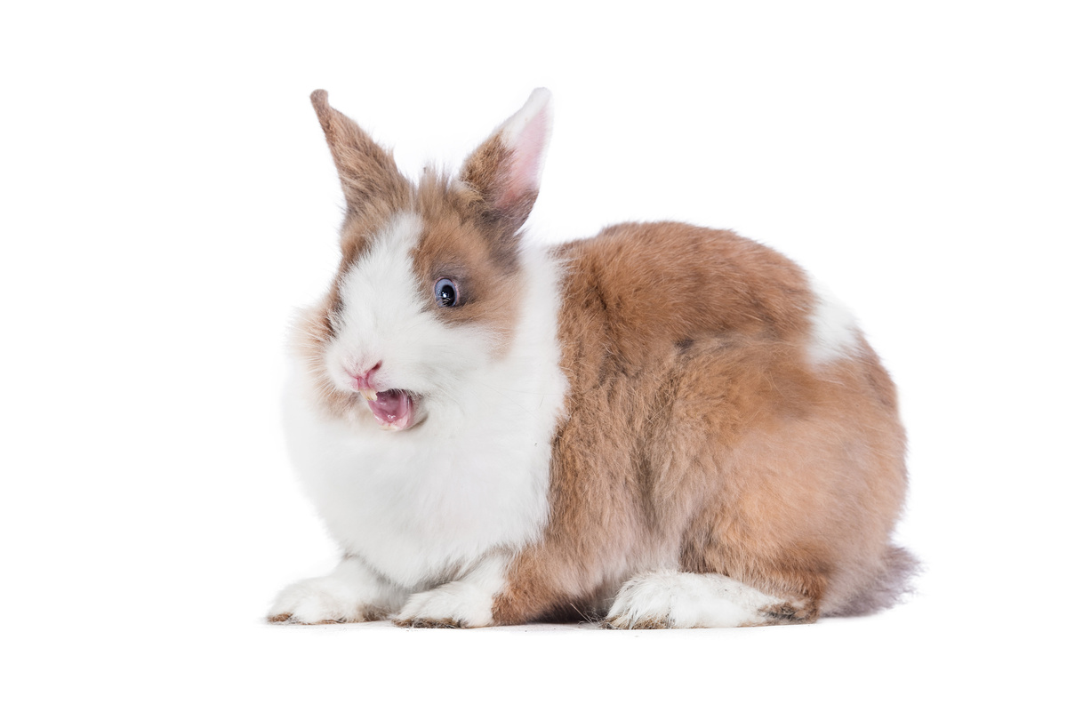 Mini coelho marrom e branco.