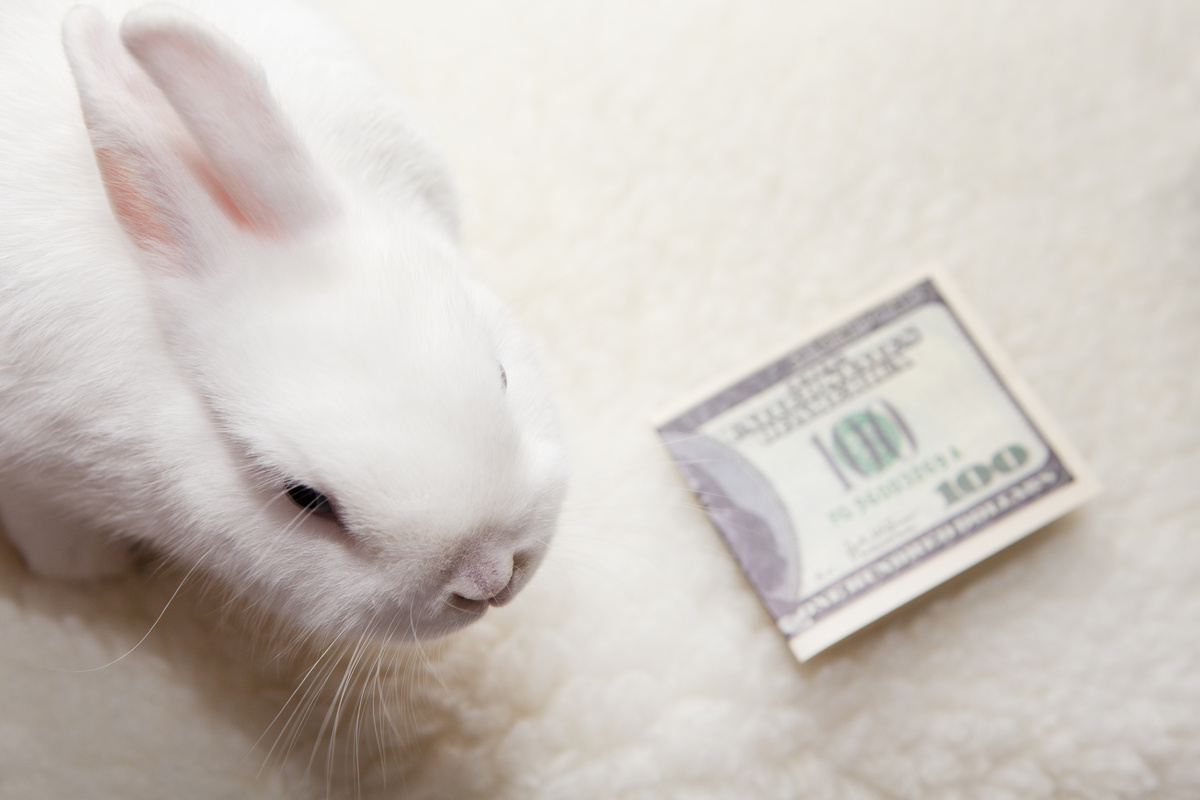 Mini coelho e uma cédula de dinheiro.