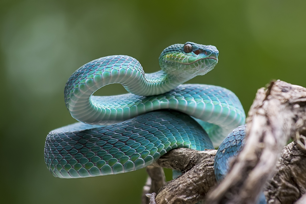 Animal exótico: cobra azul