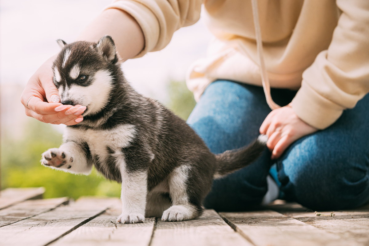 Husky Siberiano filhote: veja preço e custos ao comprar um! | Guia Animal