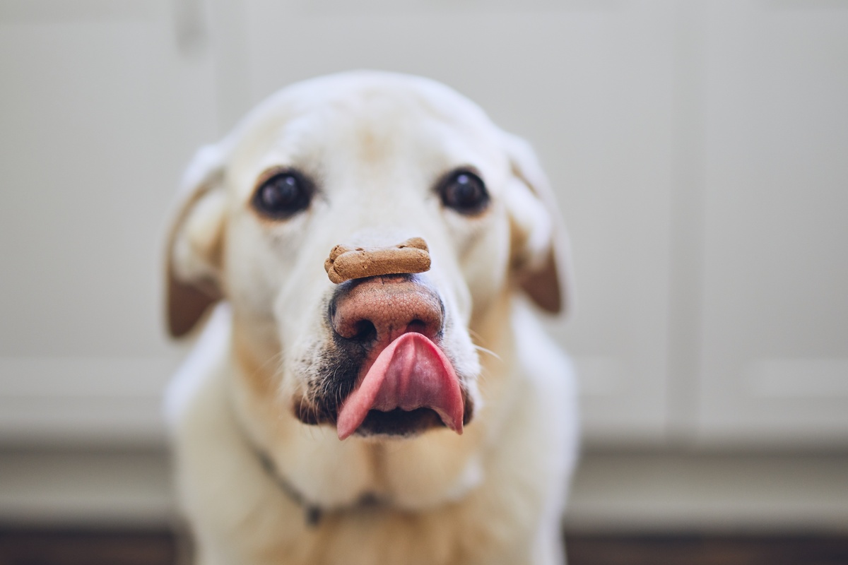 Cachorro com biscoito sobre o focinho