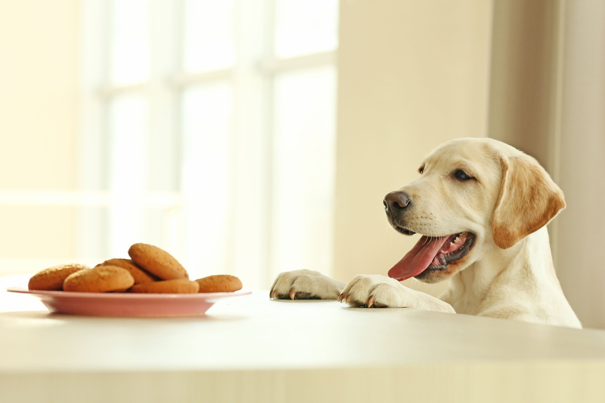 Cachorro e uma bandeja de biscoitos