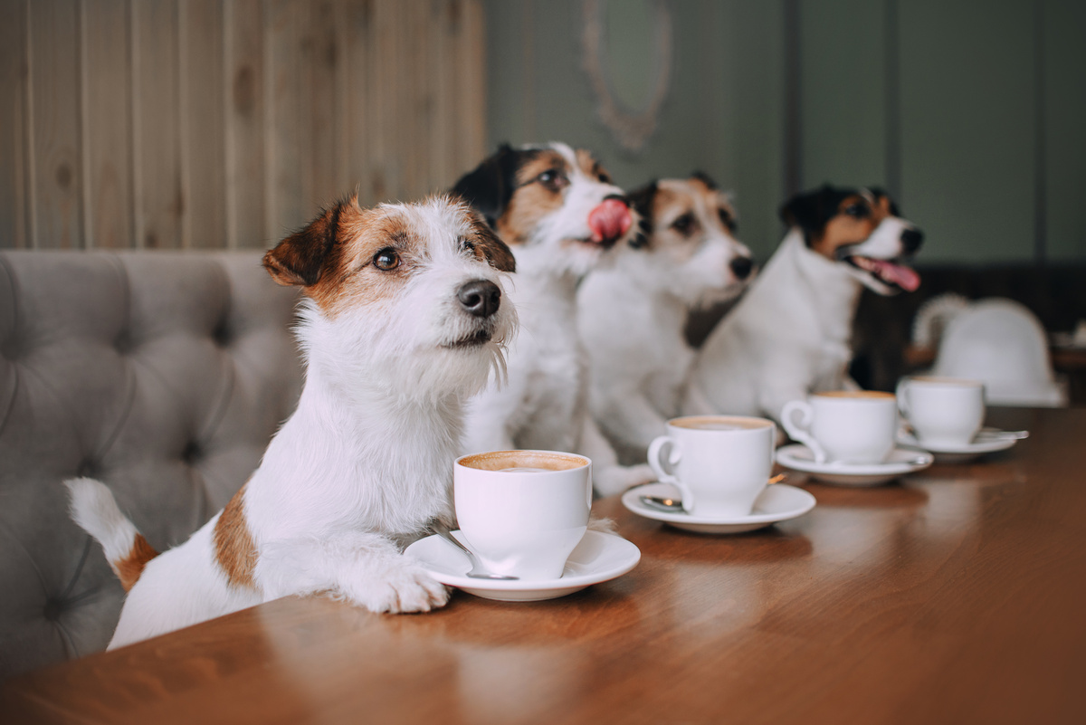 Vários Jack Russel Terrier sentados a mesa com xícara de cafe a frente
